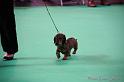 Crufts2011_2 766